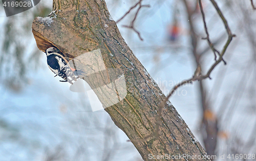 Image of Male great spotted woodpecker (Dendrocopos major) 