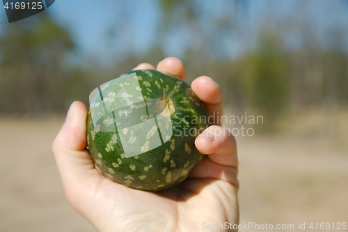 Image of Small watermelon fruit