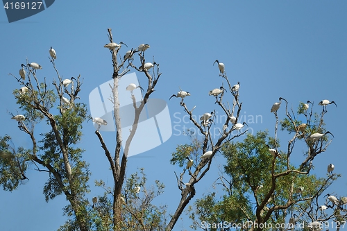 Image of Birds on a tree