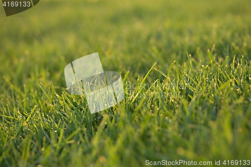 Image of Green Grass Field