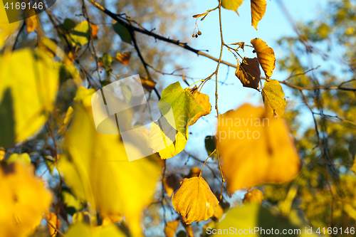 Image of yellowed maple trees in autumn