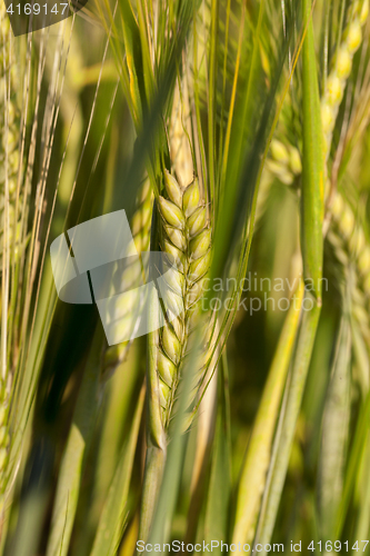 Image of Field with cereal