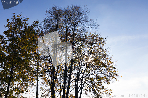 Image of yellowed maple trees in autumn