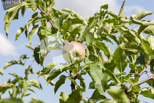 Image of Green apples on the tree