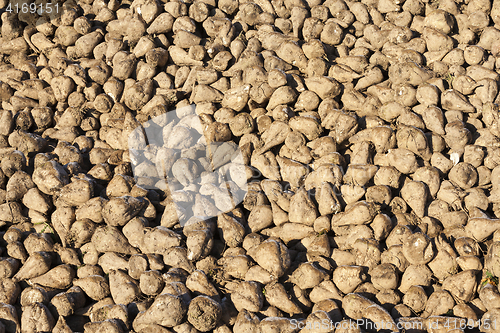 Image of beet roots, the field