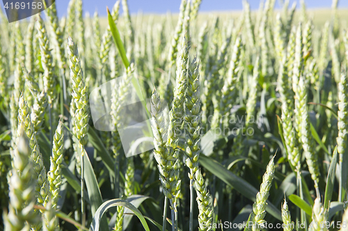 Image of Field with cereal