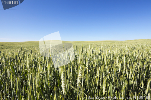 Image of Field with cereal