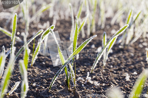 Image of green wheat in frost, close-up