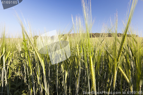 Image of immature green grass