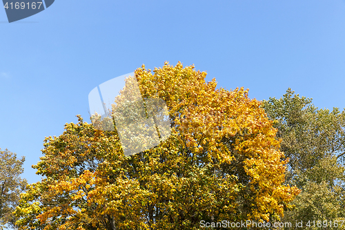 Image of yellowed maple trees in autumn