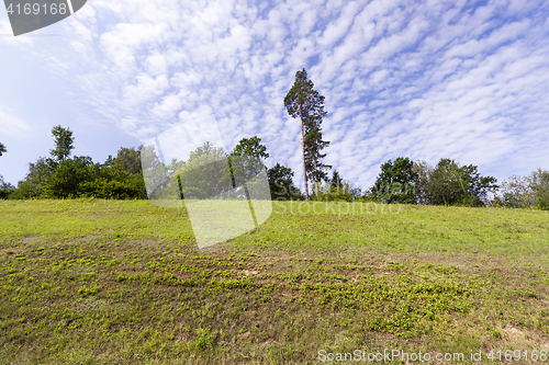 Image of pine on the hill