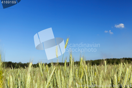 Image of Field with cereal