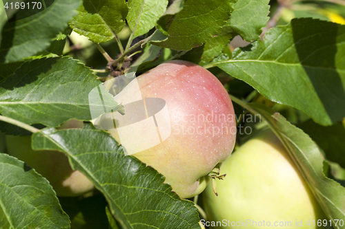 Image of apples on the tree