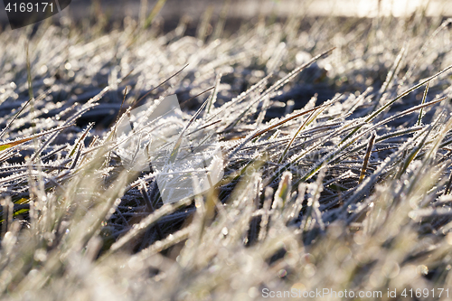 Image of green grass in the frost