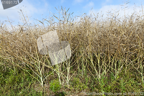 Image of maturing field with rape