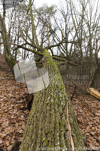 Image of Photo autumn park