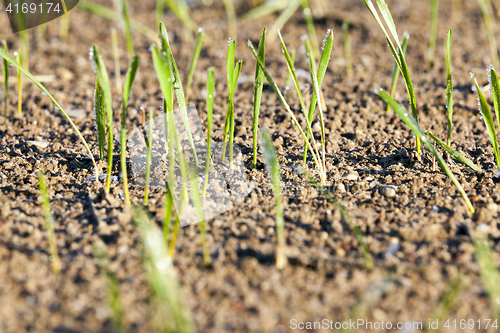 Image of stalk of wheat, frost