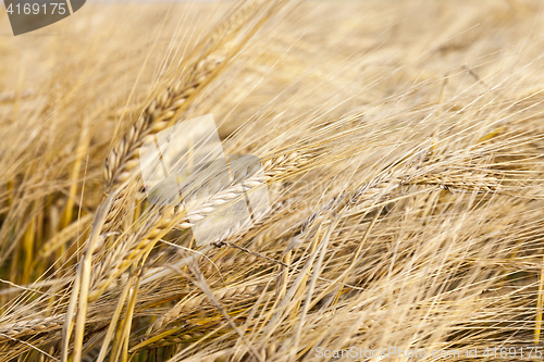 Image of mature yellowed grass