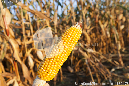 Image of Ripe corn in the field