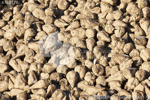 Image of beet harvest, close-up