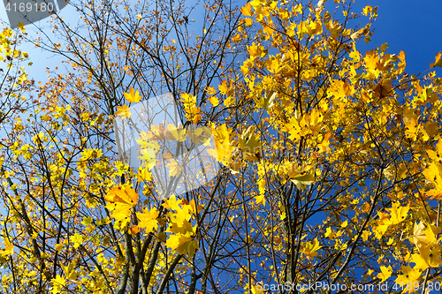 Image of yellowed maple trees in the fall