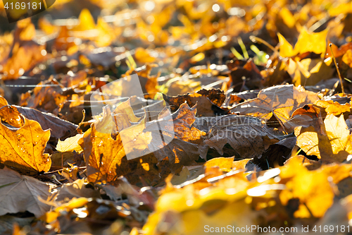 Image of The fallen maple leaves