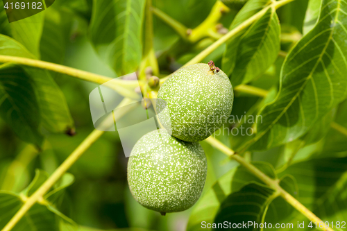 Image of unripe walnut, close-up