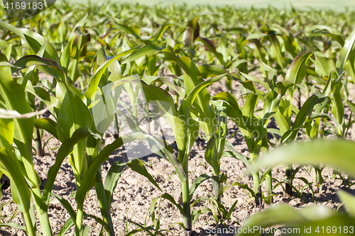 Image of Field of green corn
