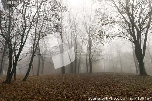 Image of Fog in autumn season