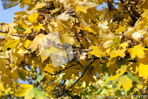 Image of Park in the fall