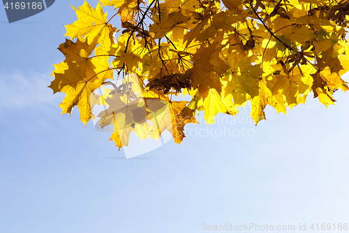 Image of Park in the fall