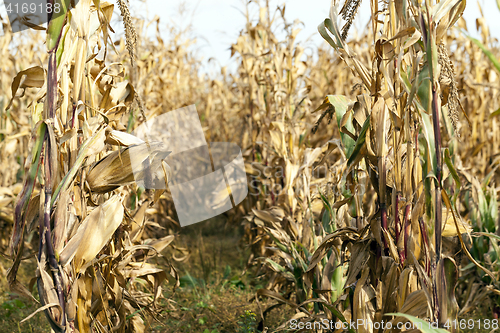 Image of corn on an agricultural field