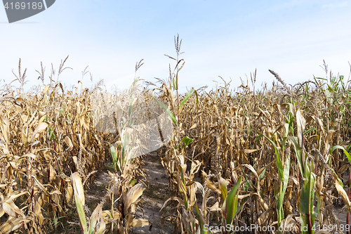 Image of Ripe yellow corn