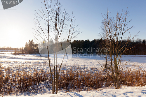 Image of winter forest, sunny weather