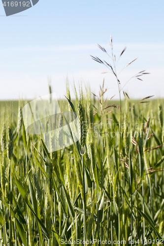 Image of Field with cereal