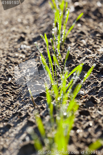 Image of stalk of wheat, frost