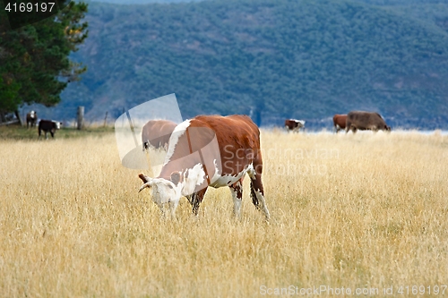 Image of Cows grazing dry grass