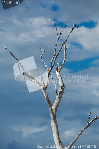 Image of Bare trees branches