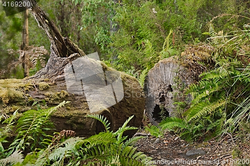 Image of Forest walking route