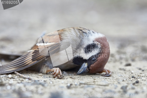 Image of Dead sparrow on the ground