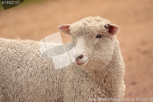 Image of Australian sheep grown for meat and wool