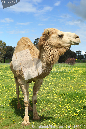 Image of Camel in field