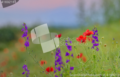 Image of Poppy field in summer 