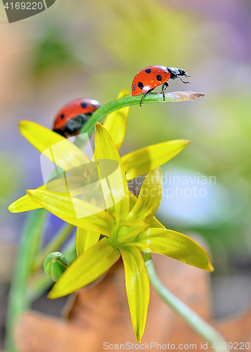 Image of red ladybug on yellow flowers 