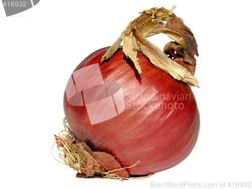 Image of Red onion