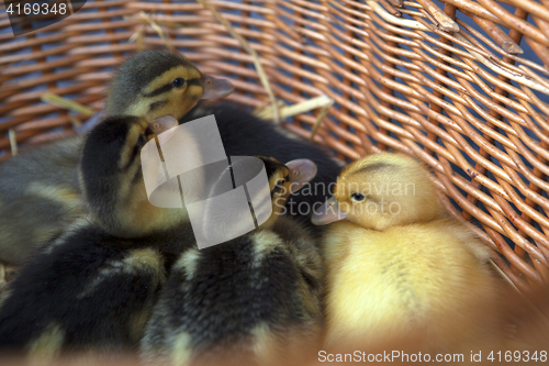 Image of Newborn ducklings in a basket