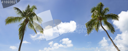 Image of Travel background, panorama view palm trees on blue sky