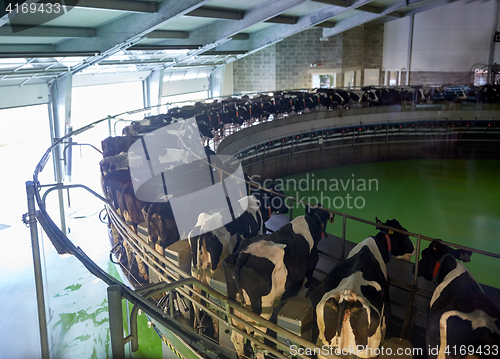 Image of milking cows at dairy farm rotary parlour system