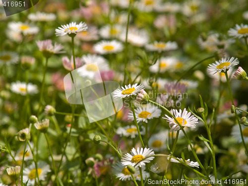 Image of Chamomile meadow Close-up