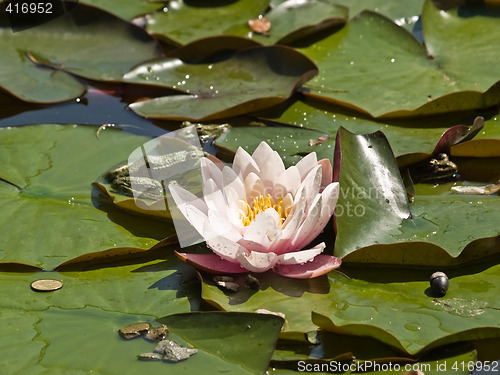 Image of Pink Lotus and Frogs